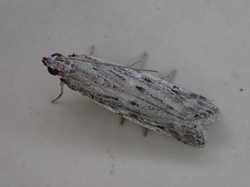 Réf. 330 165 : Phycitodes sp.