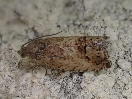 Réf. 330 288 : Cydia splendana