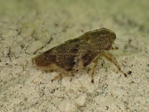 Aphrophora alni
