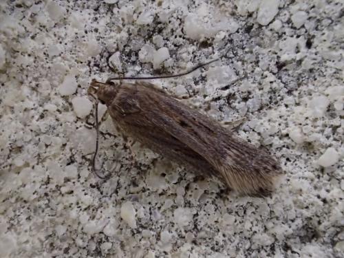 Aroga velocella