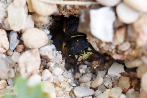 Réf. 330 032 : Philanthus triangulum