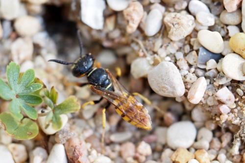 Philanthus triangulum