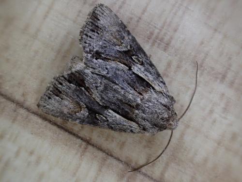 Chloantha hyperici