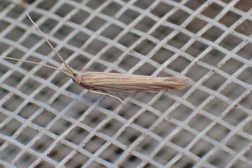 Coleophora therinella