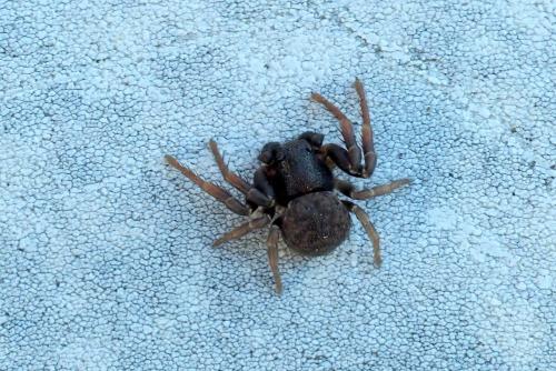 Ozyptila claveata