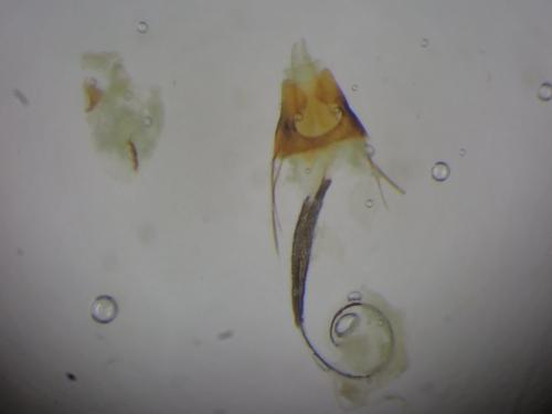 Coleophora therinella
