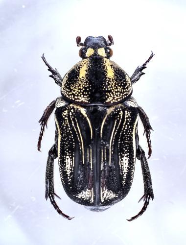 Glycyphana papua