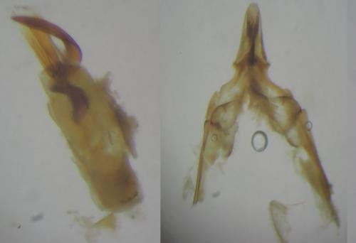 Pempeliella ornatella