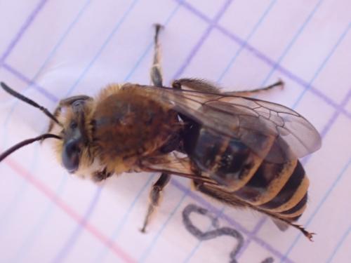 Réf. 330 277 : Colletes sp.