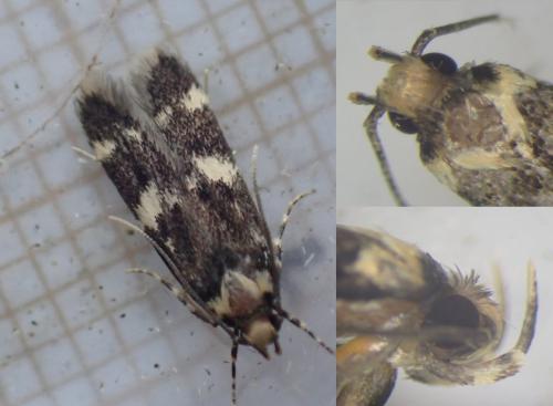 Oegoconia novimundi