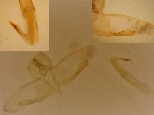 Oegoconia novimundi