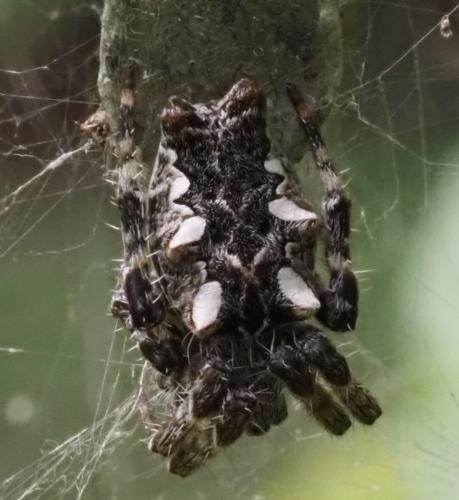 Cyrtophora citricola
