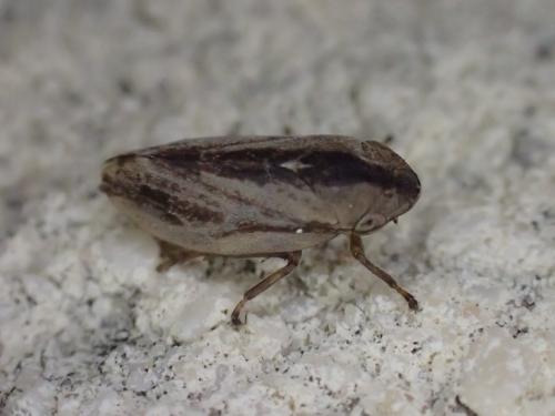 Philaenus spumarius