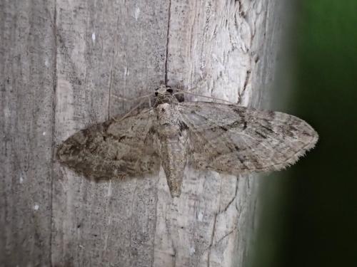Eupithecia sp.