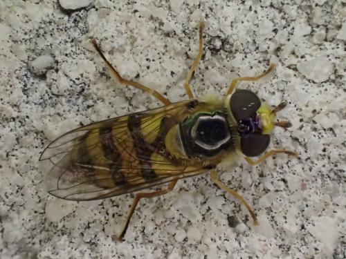 Réf. 330 903 : Eupeodes latifasciatus