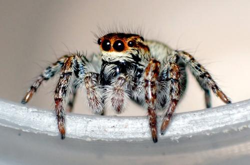 Réf. 330 703 : Carrhotus xanthogramma