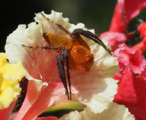 Oxyopes flavipalpis