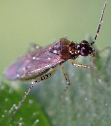 Dicyphus annulatus