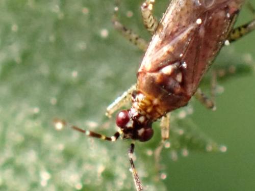 Dicyphus annulatus