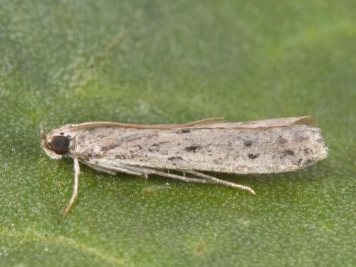Réf. 330 849 : Phycitodes bentinckella