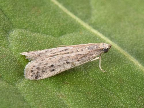 Réf. 330 875 : Phycitodes bentinckella
