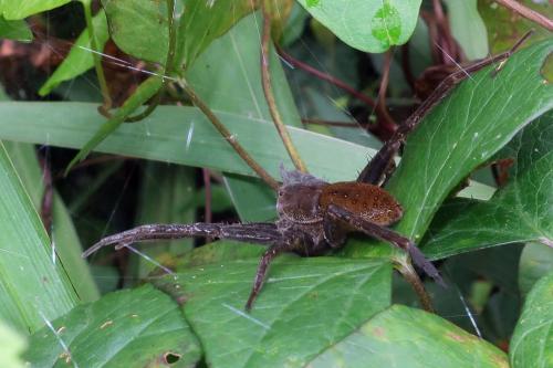 Dolomedes sp.