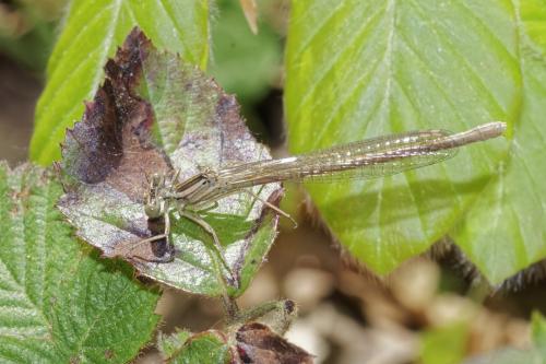Réf. 330 324 : Platycnemis acutipennis