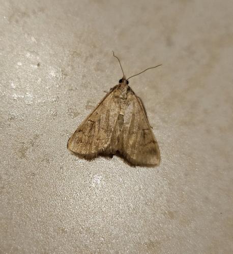 Réf. 330 188 : Ostrinia nubilalis