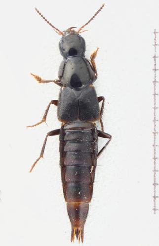Réf. 330 877 : Quedius lateralis