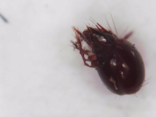 Ceratoppia sp.