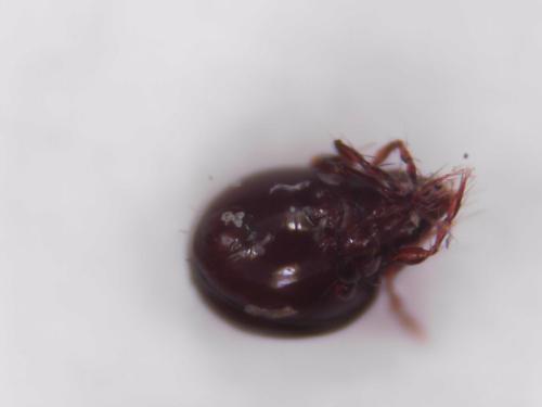 Ceratoppia sp.