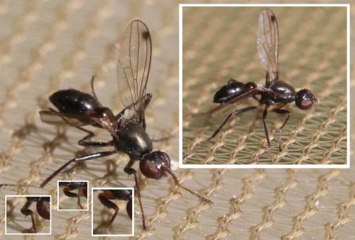 Sepsis sp.