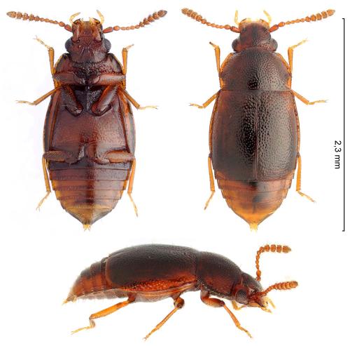 Réf. 330 371 : Acrulia inflata