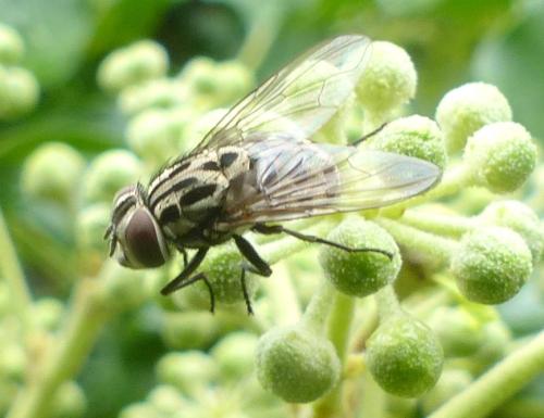 Réf. 330 801 : Graphomya maculata