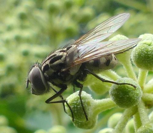 Réf. 330 802 : Graphomya maculata