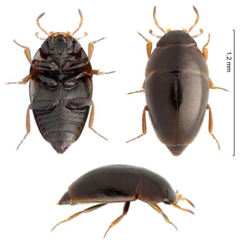 Limnebius aluta