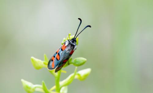 Zygaena rhadamanthus