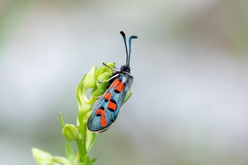 Zygaena rhadamanthus