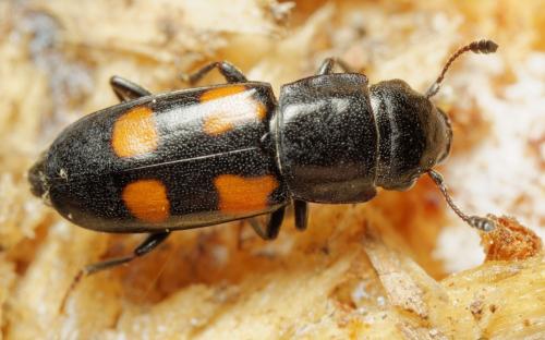 Glischrochilus quadripunctatus