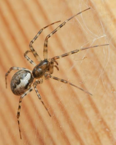 Réf. 330 154 : Neriene montana