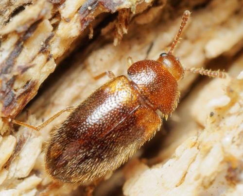 Triphyllus bicolor