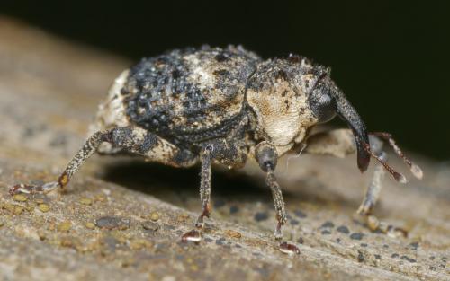 Cryptorhynchus lapathi
