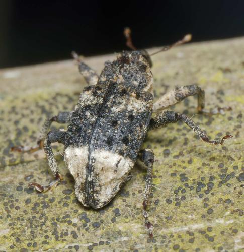 Cryptorhynchus lapathi