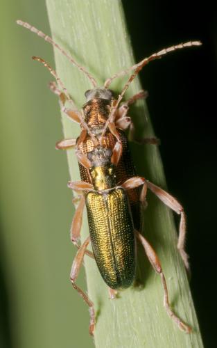 Donacia clavipes