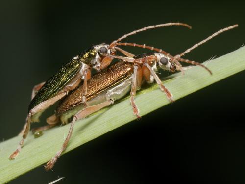 Donacia clavipes