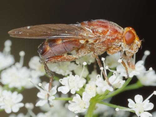 Réf. 330 072 : Hammerschmidtia ferruginea
