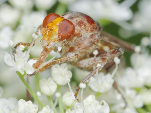 Réf. 330 077 : Hammerschmidtia ferruginea