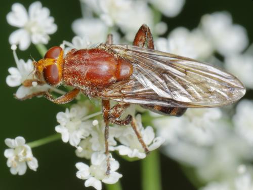 Réf. 330 073 : Hammerschmidtia ferruginea