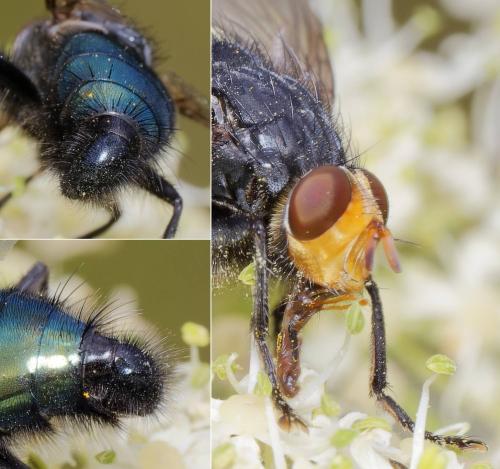 Réf. 330 908 : Cynomya mortuorum