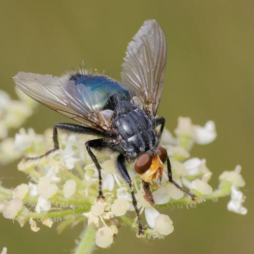 Cynomya mortuorum